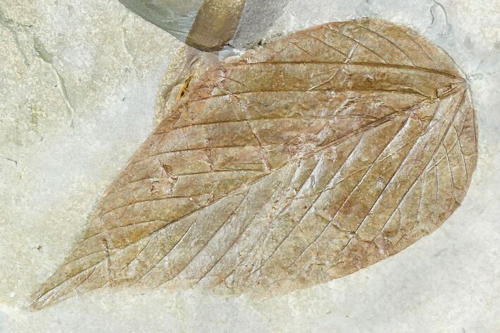 Fossil Hackberry Leaf (Celtis) - Montana #105123